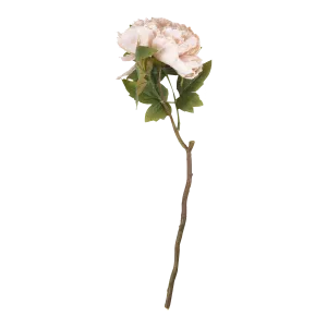 Peony Evening Dew Stem