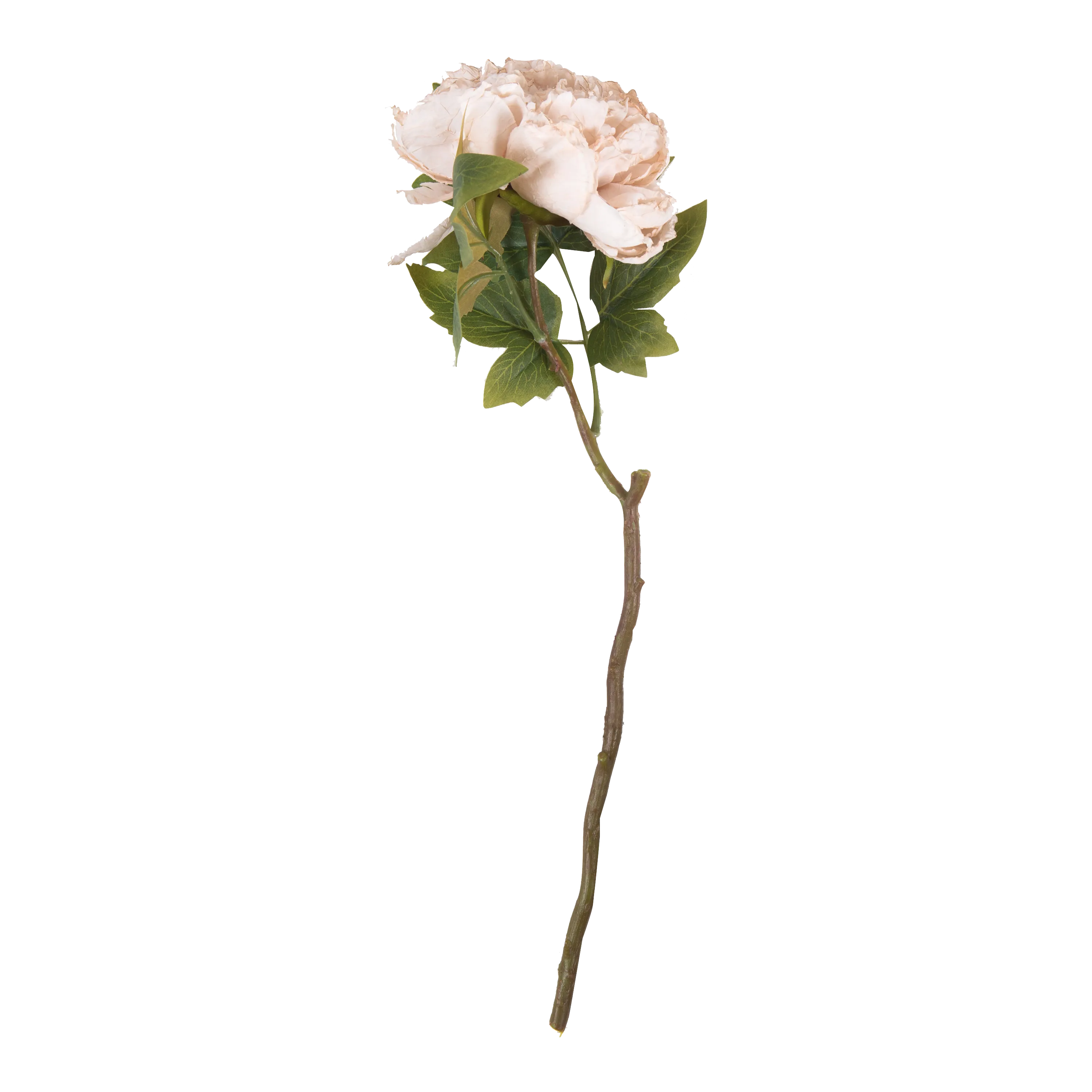 Peony Evening Dew Stem